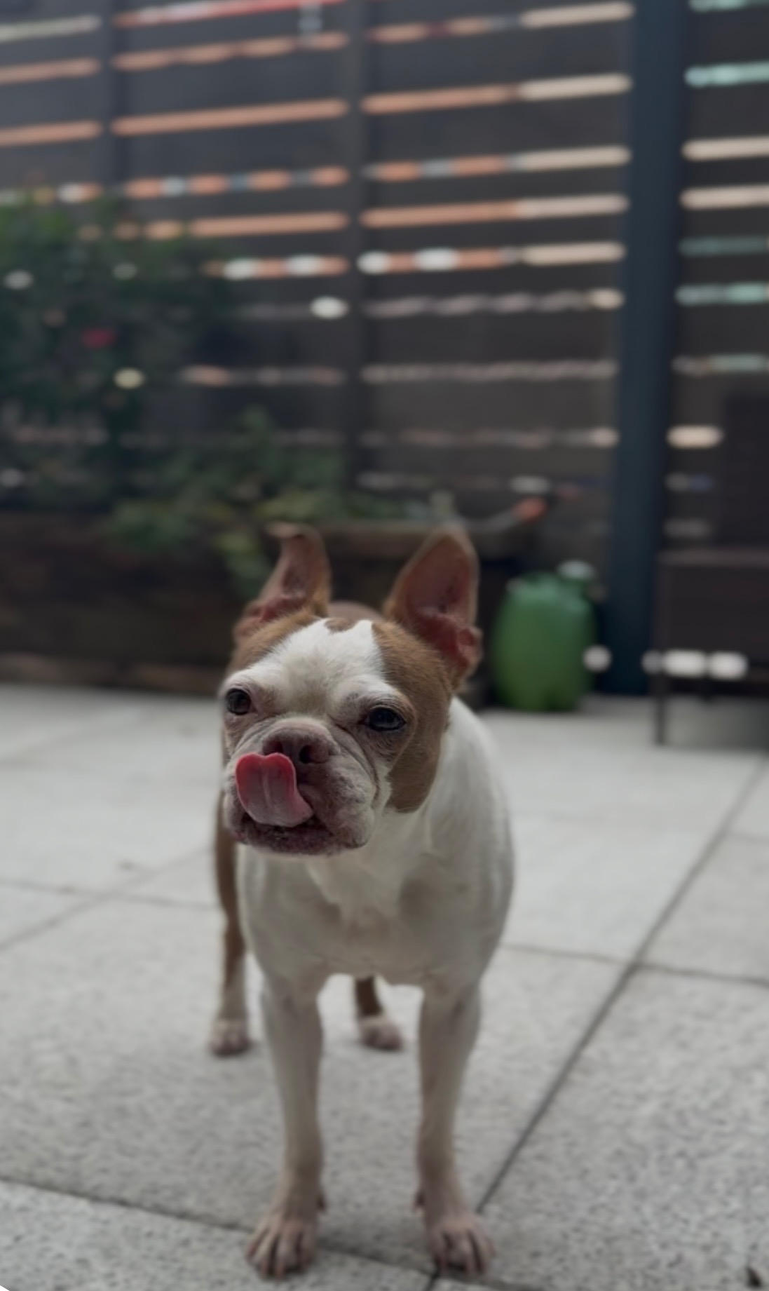 Dog